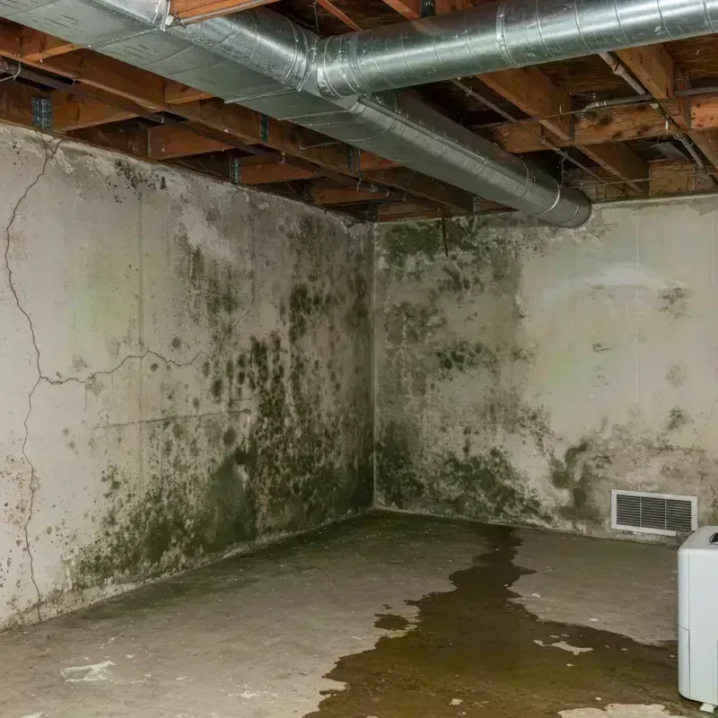 Professional Mold Removal in Mesa County, CO